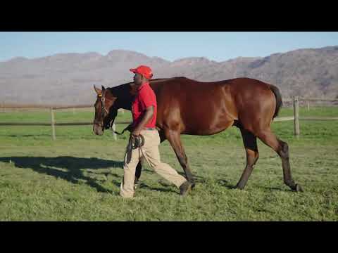 Lot 89 – Golden Earings x Gimmethegreenlight