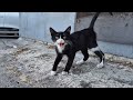 Tuxedo Kitten Meows Constantly Because She Is Very Hungry