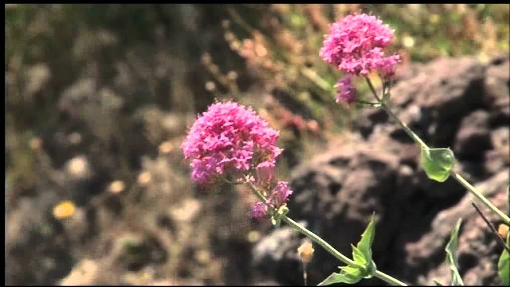 Documentario su Giacomo Leopardi 6 di 6