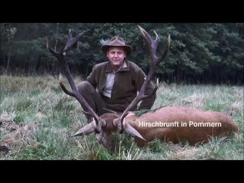 Kapitaler Hirsch bei bestem Licht erlegt!!!