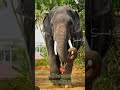 Thrissur Pooram 2025 Elephants Thrissurpooram Thiruvambadichandrashekaran Guruvayoornandan