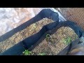 Hydroponic farming. Growing tomatoes in ...