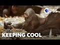 Extreme Heat Is Driving Chimps Into Caves Evolution Earth