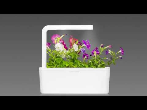 Click and Grow 3 vnt. papildymas - petunijos gėlių sėklos video