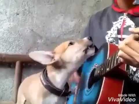Dog singing