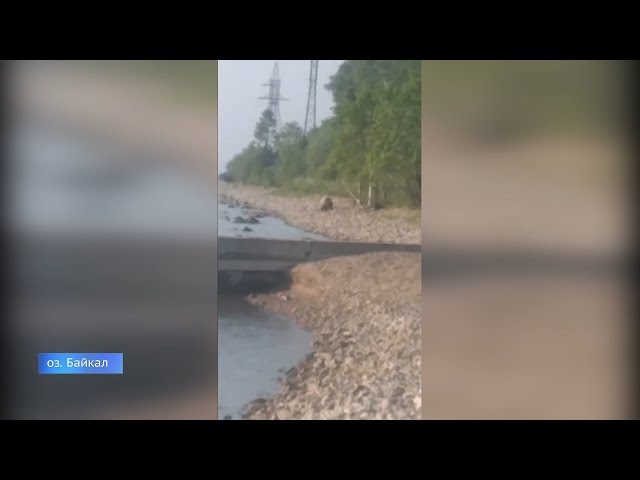 Медведи стали чаще выходить к людям