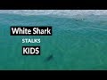 WHITE SHARK STALKS KIDS - Shark Drone Footage