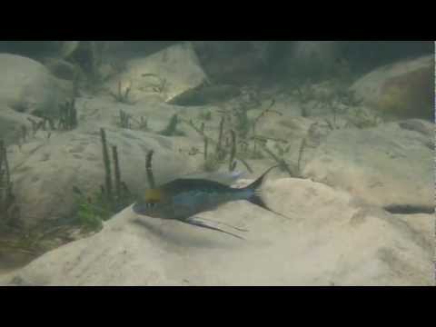 Cyathopharynx furcifer a Kalambo