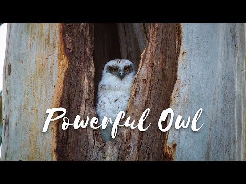 Back from the Brink - Season 1 Episode 5 - Powerful Owl