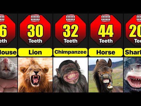 Which Animal Has The Most Teeth In The World | Animal Teeth Comparison