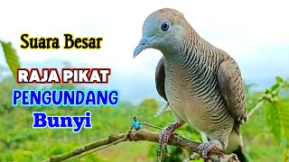 Download lagu MP3 Sound of Turtle Doves, Champion 1, Most TOP for Baiting mp3 Download lagu MP3 Sound of Turtle Doves, Champion 1, Most TOP for Baiting mp3