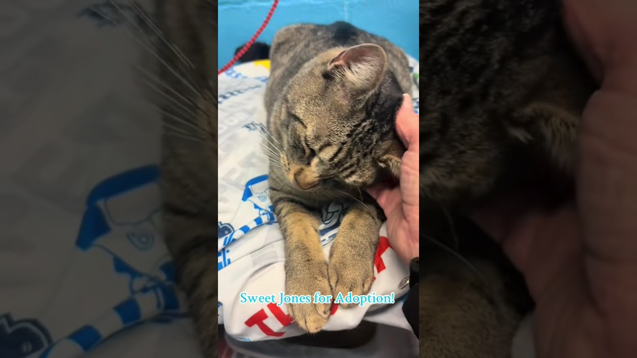 Jones, a Adoptable Domestic Short Hair in Long Beach, NY video 6/6