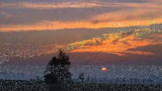 Barbara Dickson "Caravans"