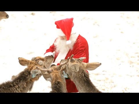 How to Make 'Animal safe' Reindeer Food | Kixx Christmas