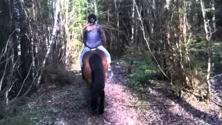 Donkeyboy - Crazy Something Normal