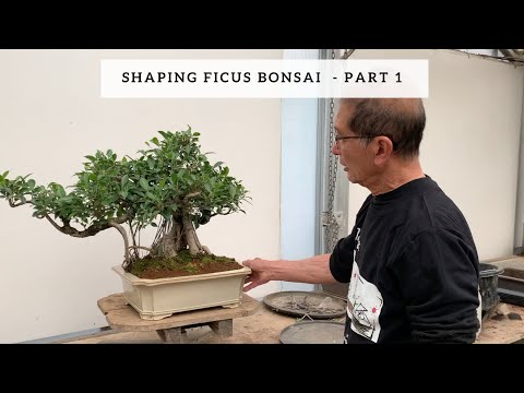 , title : 'Shaping Ficus Bonsai - Part 1'