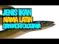 Aneka Jenis Ikan Hias Dan Morfologinya