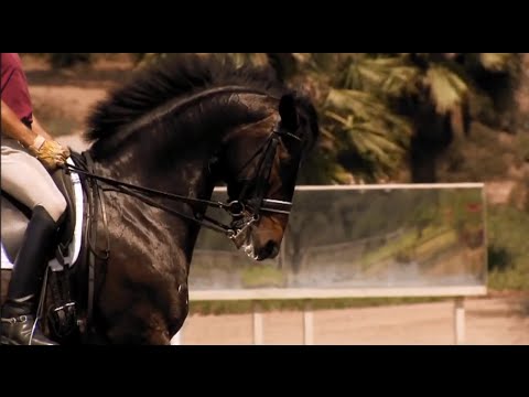 Ravel - Hall Of Fame Dressage Horse