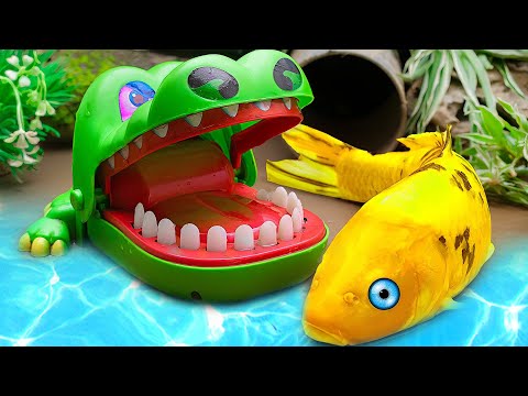 STOP MOTION ASMR | Colorful koi hunting evil Crocodile | Colorful Koi Fish VIdeo | Primitive Fish