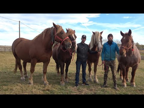 Caii lui Marius de la Marisel, Cluj - 2021 Nou!!!