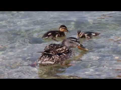 Anatre Al Lago di Garda 4K