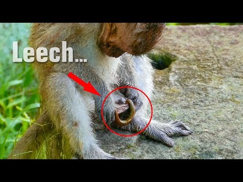 OMG! Pitiful Duke Was Bitten By Big Leech - Duke Scared Run Like Crazy - Monkey Buzz 676