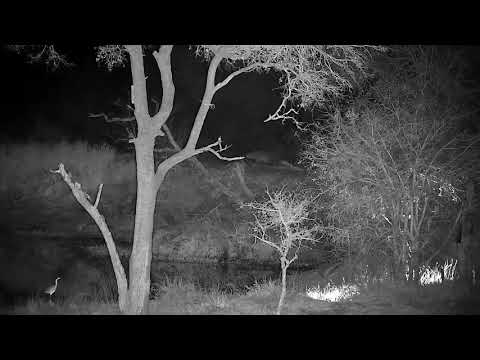 Djuma: Lone Hyena looking around-from the pan area then crosses dam wall - 19:11 - 08/23/21