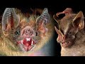 The SCARIEST BATS In The World