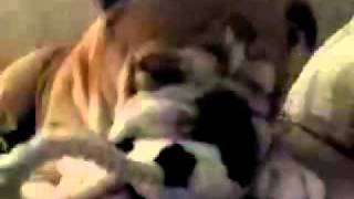 preview picture of video '6yr old English Bulldog ( Rocky) sucking on his toy... my big ole' love bug.'