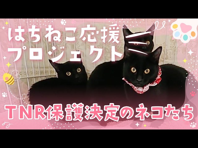 限定公開版　TNR保護決定のネコたち