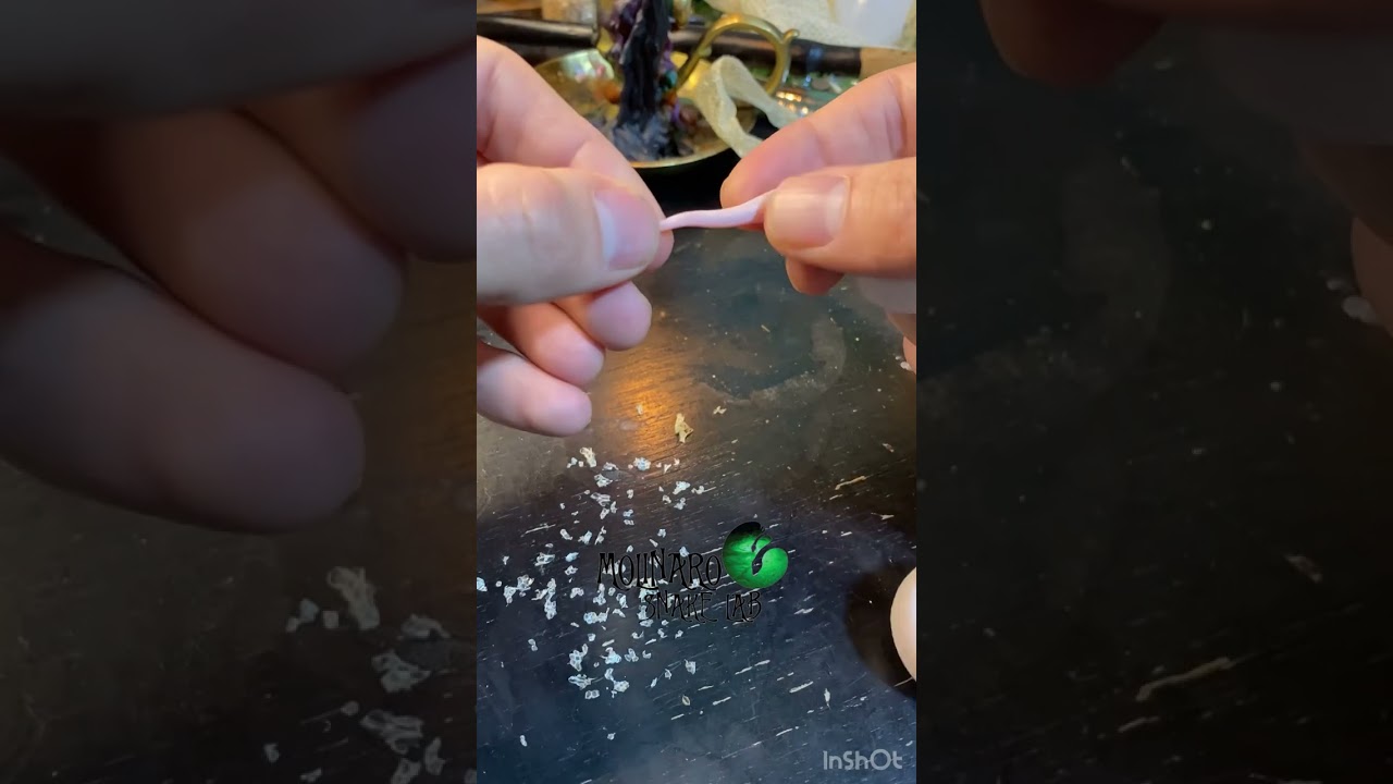 🐍I hope he eats now!🧪 #shorts #ballpython #snake #royalpython #reptile #snakefeeding #snakewonteat