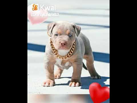 Son los perros bien hermoso de mundo