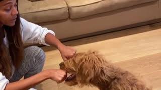 Zoe Saldana's Dog tricks #zoesaldana #marveluniverse #shorts #gamora #tricks #dog #dogtricks