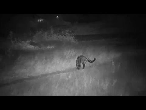 Djuma: Civet walks by - 19:14 - 05/17/20