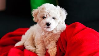 Havanese Behavior Challenges: Barking, Anxiety, and More