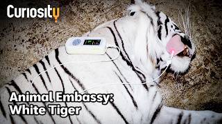 CuriosityStream White Tiger Lift (AnimalEmbassy)