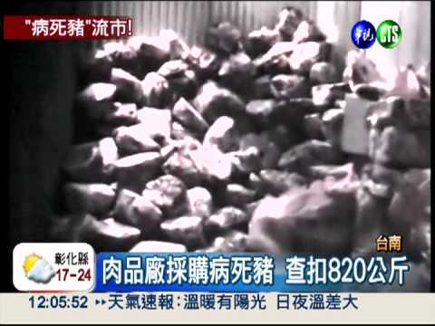 私宰病死豬牟利 數百頭恐早下肚