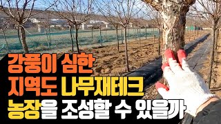 강풍이 심한 지역도 나무재테크 농장을 조성할 수 있…