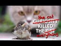 Cats Kill Billions Of Birds Every Year