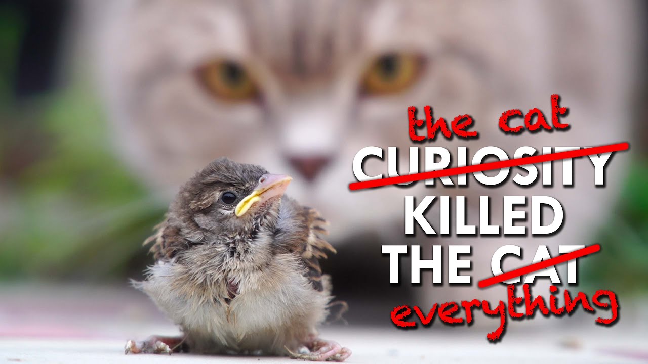 Cats Kill Billions Of Birds Every Year