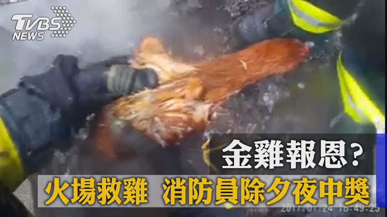 金雞報恩?火場救雞 消防員除夕夜中獎