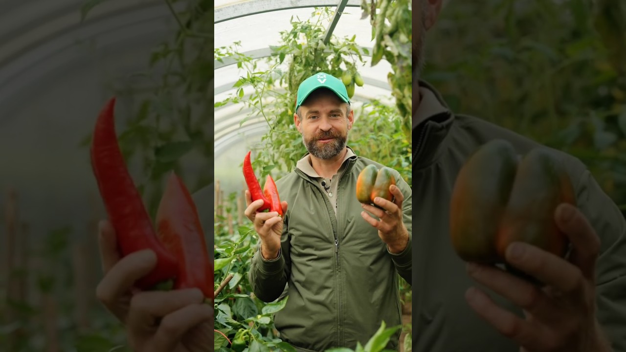 Эти перцы невероятно вкусные и сверхурожайные! 2 отличных сорта перца
