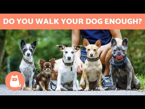 YouTube video about: How many times should I take my dog out?