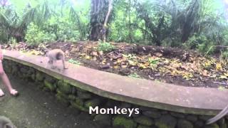 Beautiful Bali, Indonesia - YouTube