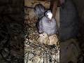 Muski Silver pigeon #cute #rare # birds lover #2024shorts #tamed #pigeonpigeon #birdslover  #mothers