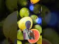 Green Is Life Guava Funny Memes
