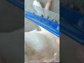 Easy Way To Remove Dog Tick And Flea Dogticksremoval Freddykitchen Tamilshorts Tamil