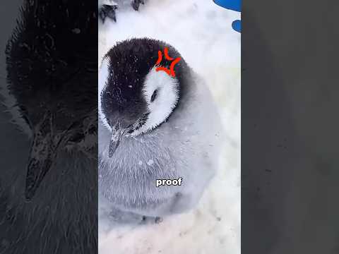 Why do penguins treat humans like their own kind? #foryou #funny #animals #shorts