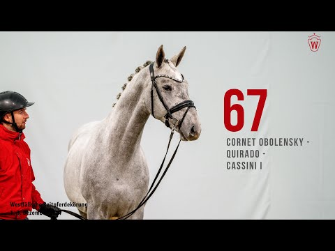 Reitpferdekörung 2024 Katnr.67 Cornet Obolensky - Quirado - Cassini I