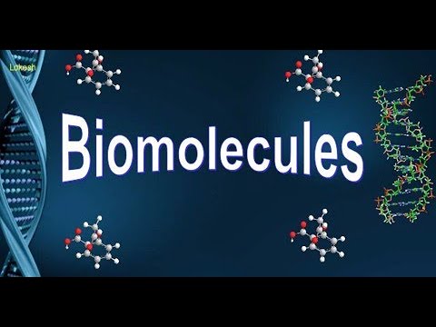Biological Molecules: The Building Blocks of Life | Community Health